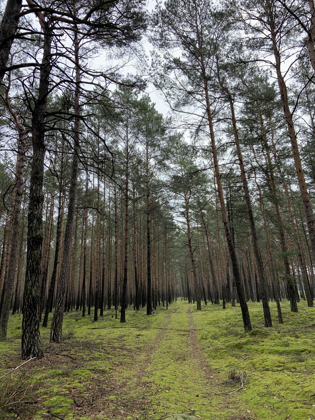Kiefernwald mit moosbewachsenem Boden bei Senftenberg/Lausitz