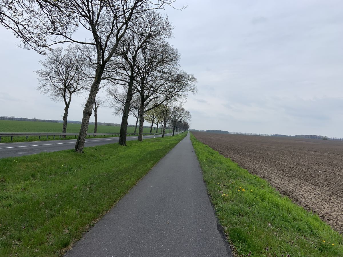 Asphaltierter Radweg mit Alleebäumen entlang eines Ackers