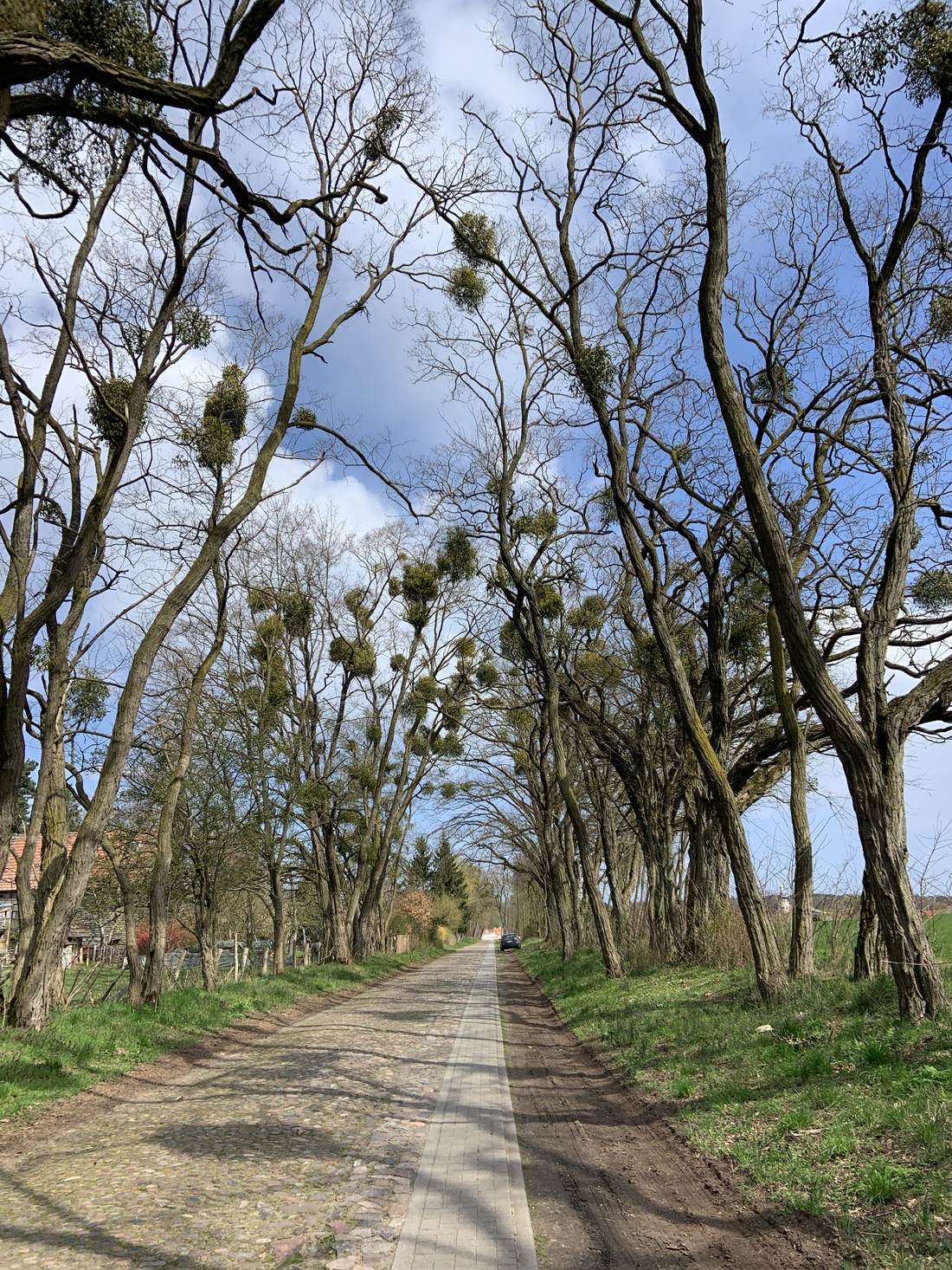 Sonnige Alleestraße mit Misteln in den Bäumen